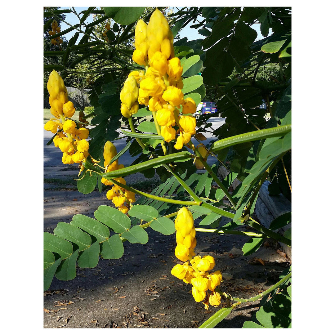 Heirloom Cassia Alata Flower Seeds – Non-GMO Medicinal &amp; Ornamental Garden Seeds, High Germination Organic Seeds | Neera Seeds product photo [neera-v4-464475160058904c6c02]