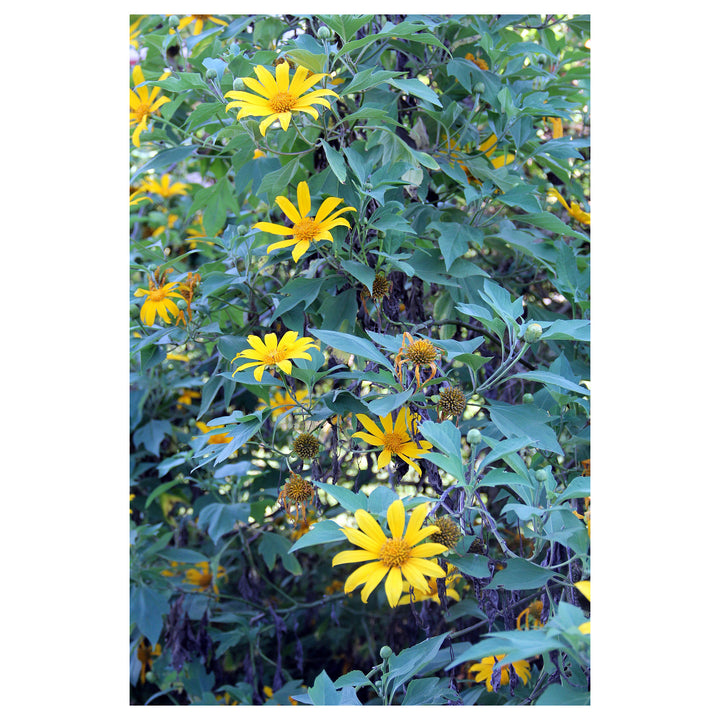 Tithonia Diversifolia Sunflower STithonia Diversifolia Sunflower Seeds – Heirloom, Non-GMO, High Germination Organi | Neera Seeds product photo [neera-v4-4645d78d11f49bfb4ad2]