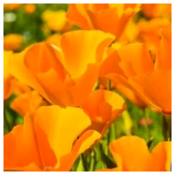 Orange Calinia Poppy Flower Planting Non Gmo Heirloom Flower Planting Flower Seeds | Neera Seeds product photo [neera-v4-4648ce4fa61e184ac0c3]