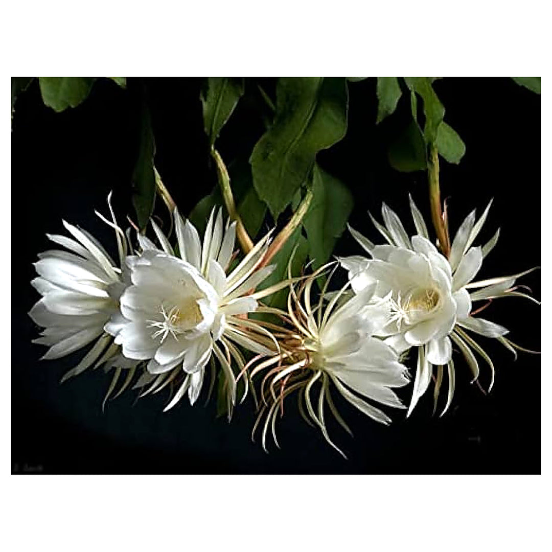 Epiphyllum Oxypetalum Flower Seeds for Planting – Heirloom, Non-GMO, High Germination Organic Garden Seeds | Neera Seeds product photo [neera-v4-464c52e98723173a9228]