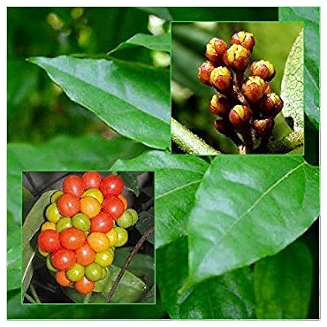 Heirloom Green Tiliacora Herb Seeds for Planting - Non-GMO, High Germination Organic Medicinal Garden Seeds | Neera Seeds product photo [neera-v4-464d50f3ad1b394f1d77]