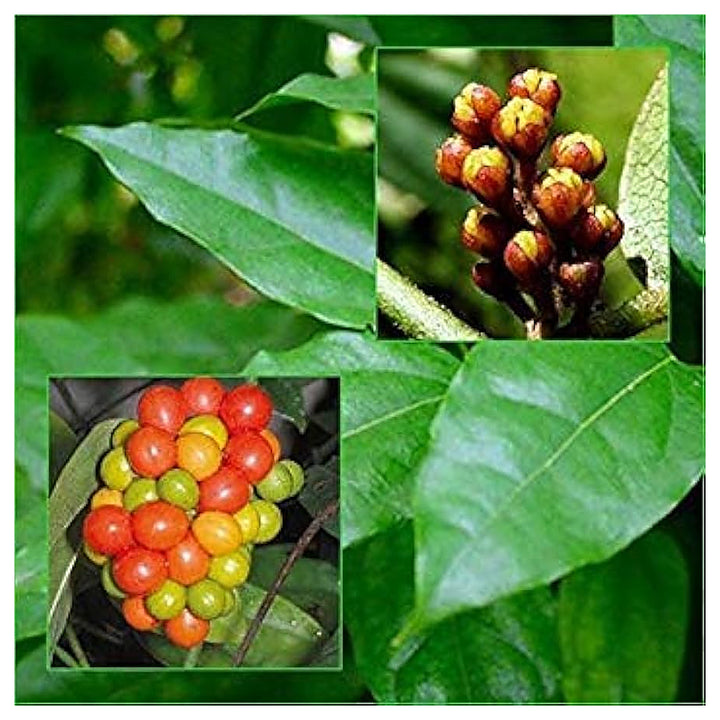 Heirloom Green Tiliacora Herb Seeds for Planting - Non-GMO, High Germination Organic Medicinal Garden Seeds | Neera Seeds product photo [neera-v4-464d50f3ad1b394f1d77]
