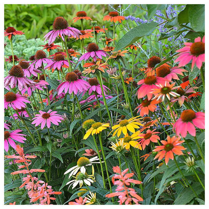 Mixed Echinacea Cheyenne Spirit Wildflower Seeds for Planting – GMO-Free, Pollinator &amp; Butterfly Garden Blooms | Neera Seeds product photo [neera-v4-465133456fc7ef107b3e]