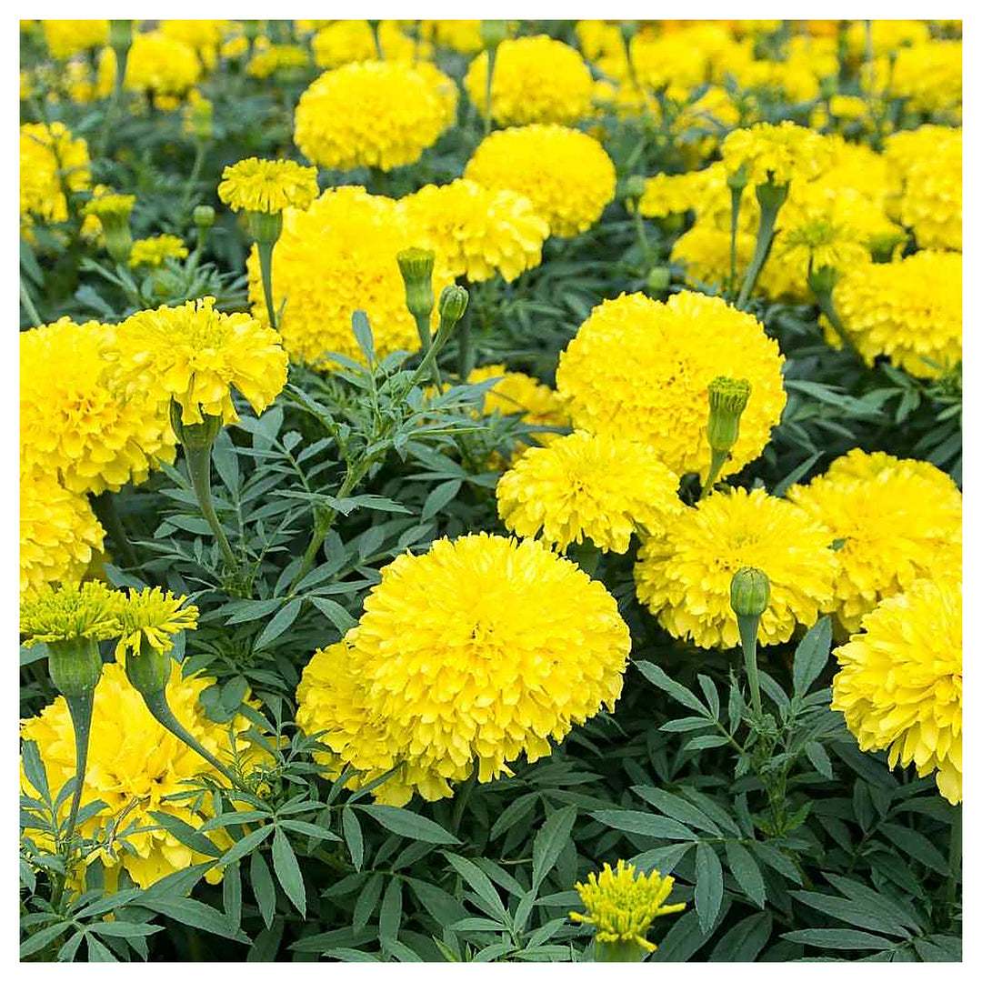 Yellow Marigold Heirloom Non-GMO Seeds for Planting – High Germination Organic Garden Seeds for Beds, Borders & Con | Neera Seeds product photo [neera-v4-46688fb4d911a2c909de]