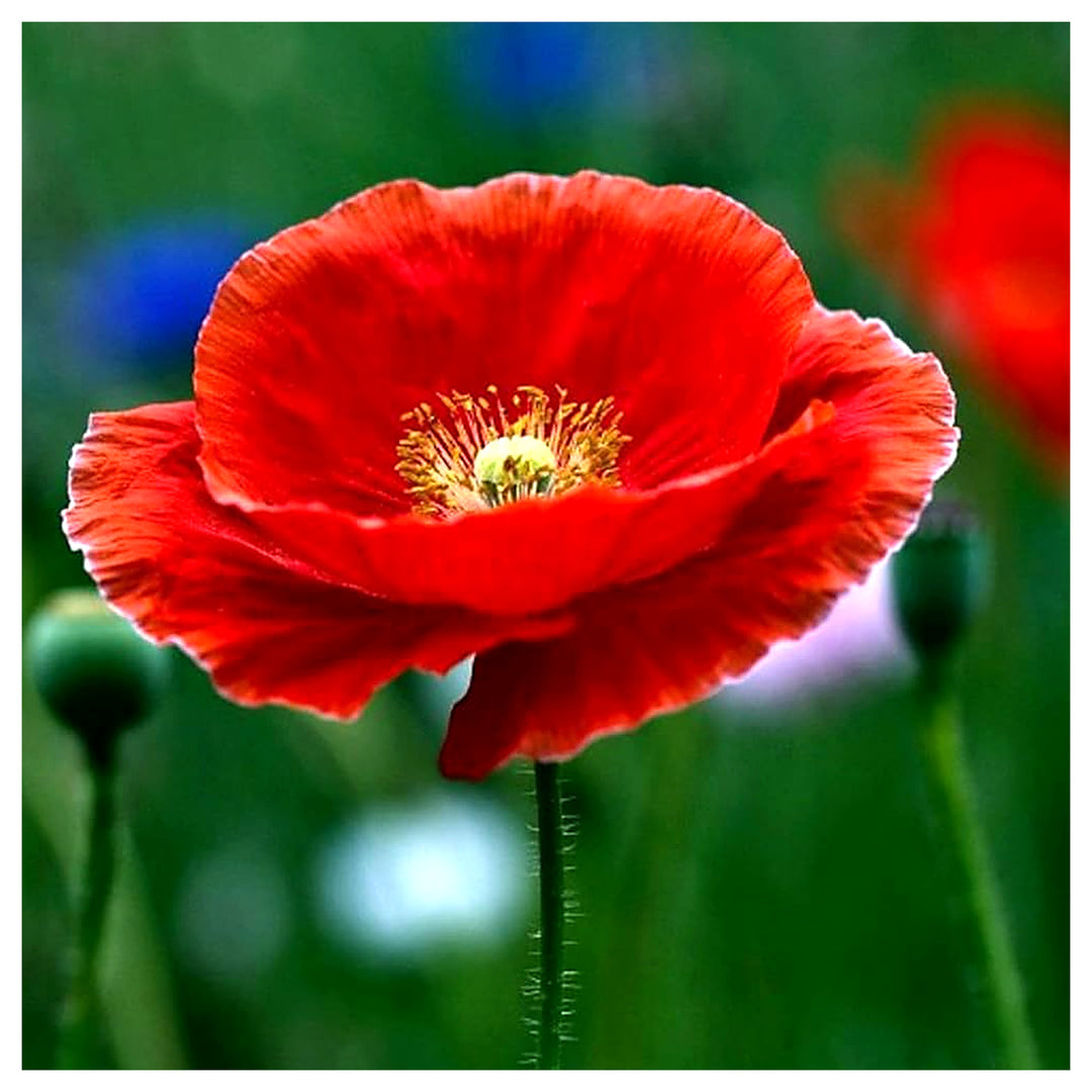 Poppy For Planting Papaver Somniferum For Wildflower Gardens And Meadows Flower Seeds for Home | Neera Seeds product photo [neera-v4-46694d02bd7989fca238]