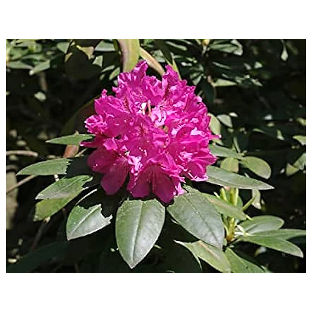 Heirloom Catawba Rhododendron Flower Seeds - Non-GMO, High Germination Organic Flowering Shrub Garden Seeds for Pla | Neera Seeds product photo [neera-v4-468049cf26e1a258ac1f]