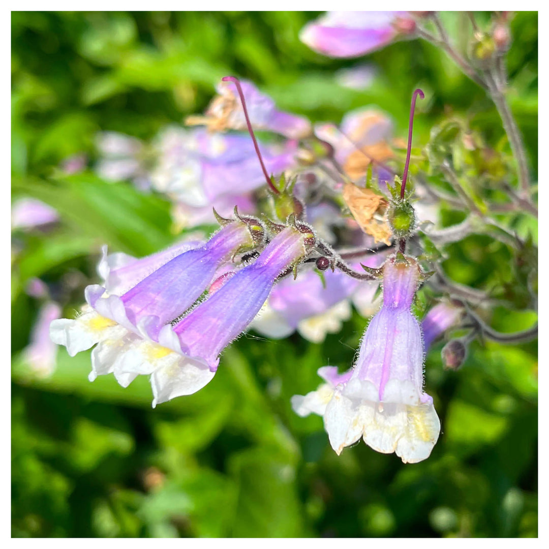 Hairy Beardtongue Planting Wild Pigment Co Heirloom Non Gmo Flower Seeds Home Garden | Neera Seeds product photo [neera-v4-46890f82d1eecb8a13ea]