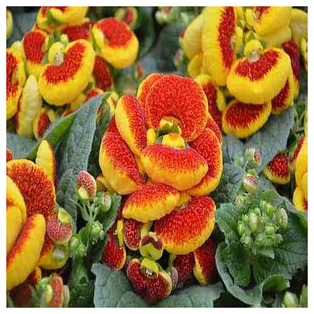 Heirloom Orange Calceolaria Perennial Flower Seeds – Non-GMO Organic Garden Seeds for Planting with High Germinatio | Neera Seeds product photo [neera-v4-4689683bd9f41a7d02c4]