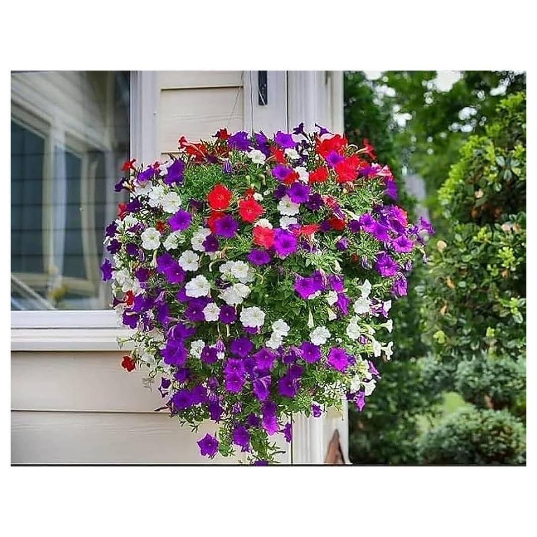 Hanging Petunia Multicolor Petunia Flower Garden Bonsai Flower Seeds Home Garden Planting, | Neera Seeds product photo [neera-v4-468c01896b076a449de3]