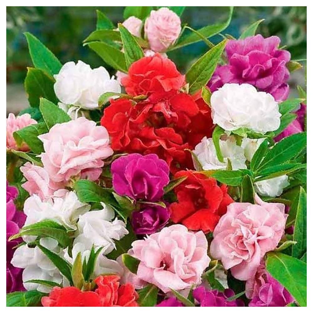 Heirloom Non-GMO Mixed Camellia Flower Seeds for Planting – Colorful Ornamental Garden Seeds | Neera Seeds product photo [neera-v4-468ed5f1dbcc4ceac009]