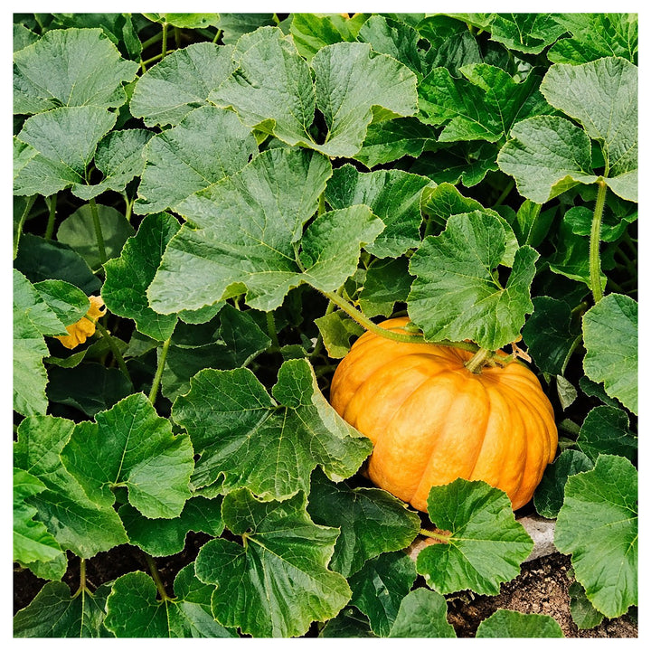 Centner Jelly Giant Pumpkin Seeds for Planting – Heirloom, Non-GMO, Organic Garden Seeds, High Germination | Neera Seeds product photo [neera-v4-469b42c6a26164a9f8d6]