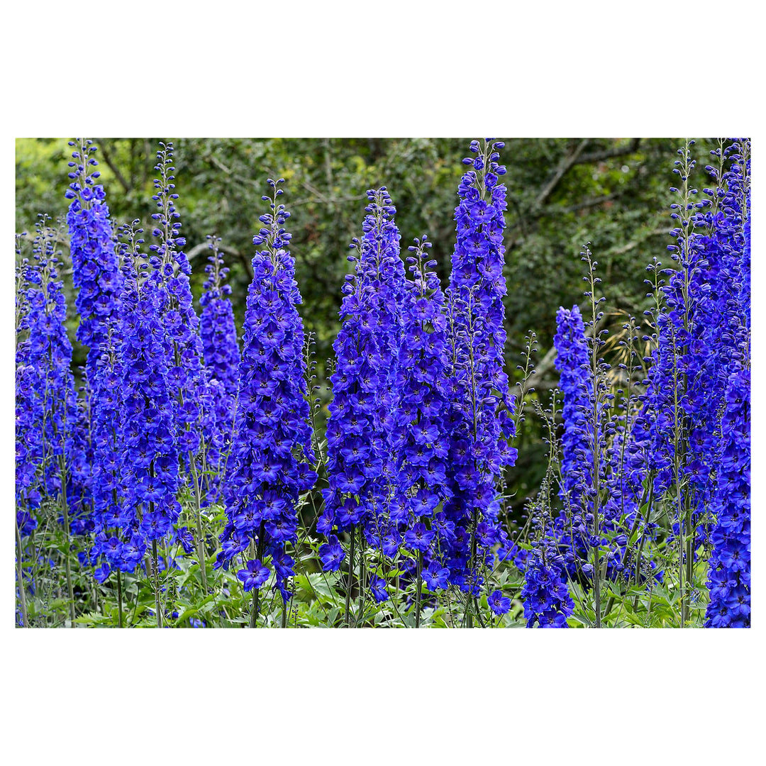 Delphinium Astolat Flower Planting Flower Beds And Home Gardens Flower Seeds Home | Neera Seeds product photo [neera-v4-46b221d7579138b48374]