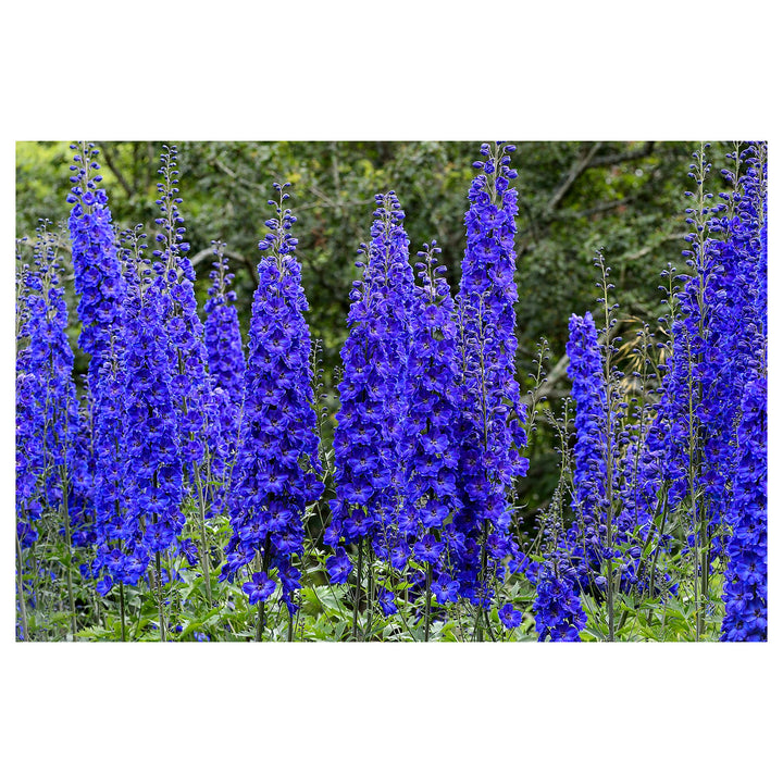 Delphinium Astolat Flower Planting Flower Beds And Home Gardens Flower Seeds Home | Neera Seeds product photo [neera-v4-46b221d7579138b48374]