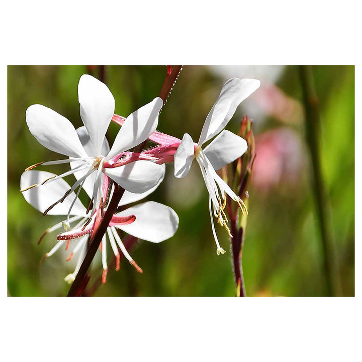 Lindheimeri White Flower Seeds for Planting – Organic, Heirloom, Non-GMO Seeds | Neera Seeds product photo [neera-v4-46bc72d388f826202781]