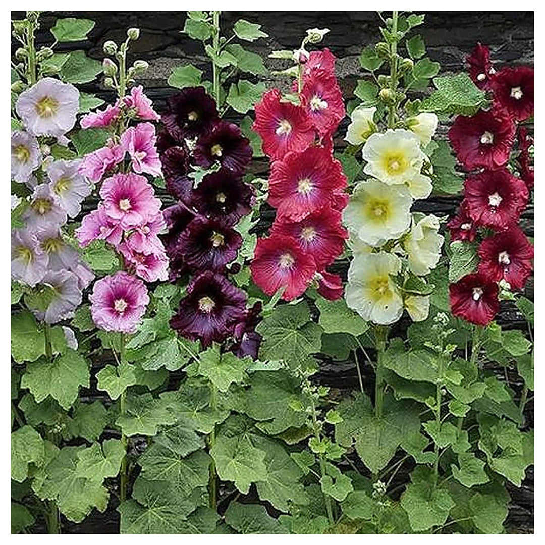 Mixed Hollyhock Flower Seeds – Non-GMO, Heirloom Garden Seeds for Vibrant Blooms | Neera Seeds product photo [neera-v4-46c69b48a509c3e9bcc3]