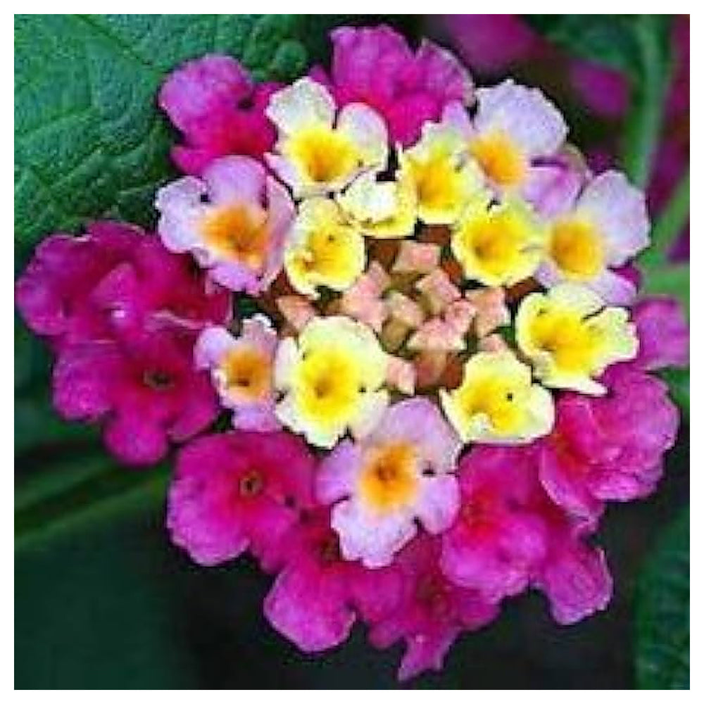 Feston Purple Yellow Rose Flower Seeds – Non-GMO, Heirloom Garden Seeds for Planting and Growing | Neera Seeds product photo [neera-v4-46c982b161fc7902d12f]