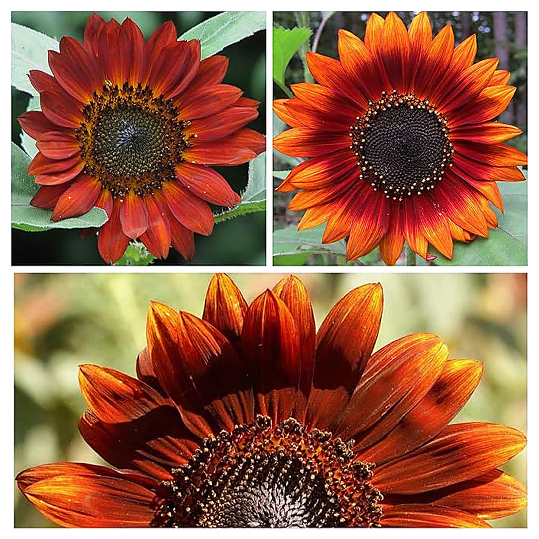 Golden Sunflower Velvet Queen For Beautiful Sunflowers Flower Seeds for Home Garden Planting, | Neera Seeds product photo [neera-v4-46cd8390616156bffcdf]