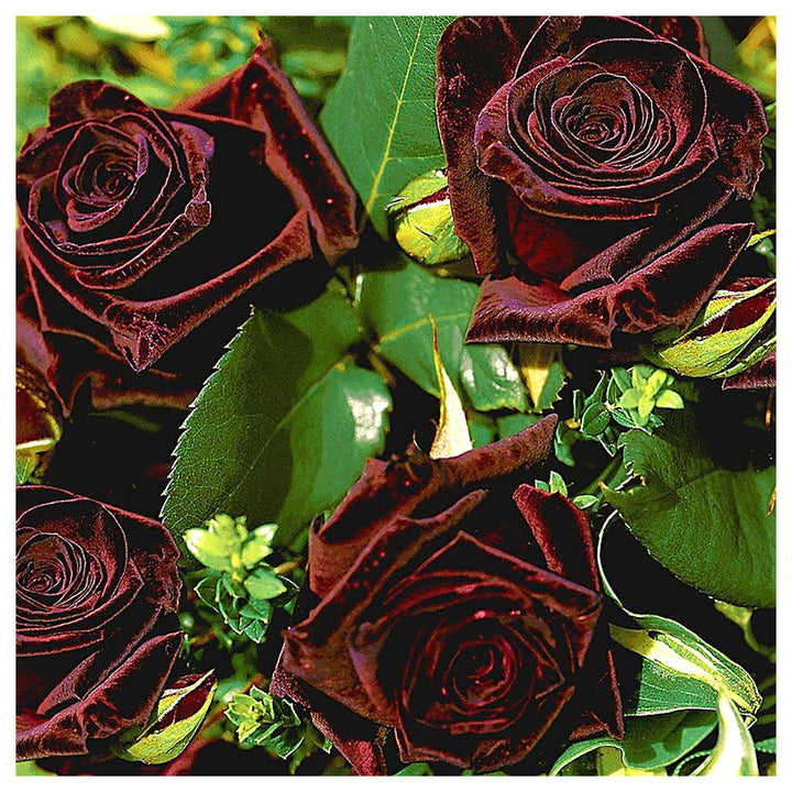 Deep Red Rose Plant Seeds for Planting | Heirloom Non-GMO High Germination Organic Garden Seeds | Neera Seeds product photo [neera-v4-46d671ae04f091a256bf]
