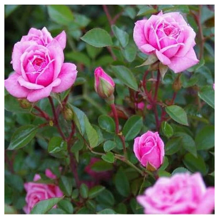 Rosa Plant Flower Garden Decoration Flower Seeds Home Garden Planting, Ornamental Organic | Neera Seeds product photo [neera-v4-46d93b0ea002501464bb]
