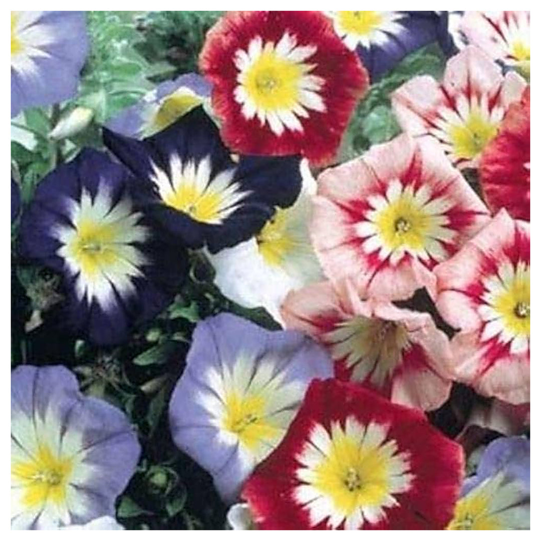 White Morning Glory Convolvulus Tricolor Ensign Planting Home Garden Flower Seeds Home | Neera Seeds product photo [neera-v4-46e0cecaf3351351315b]