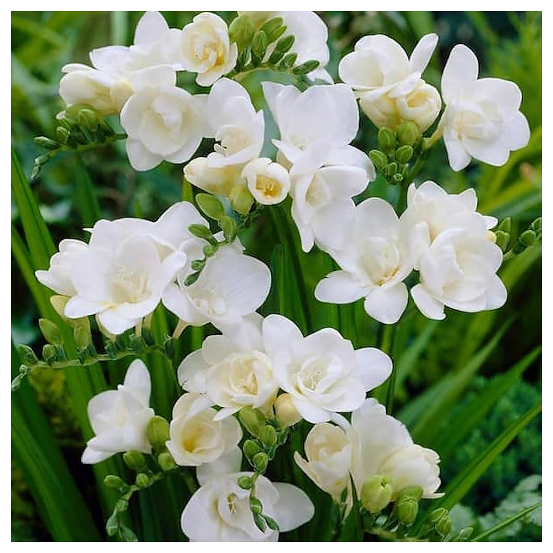 White Freesia Seeds for Planting – Organic, Heirloom, Non-GMO Flower Seeds | Neera Seeds product photo [neera-v4-46e641aa27e6b6f104d3]