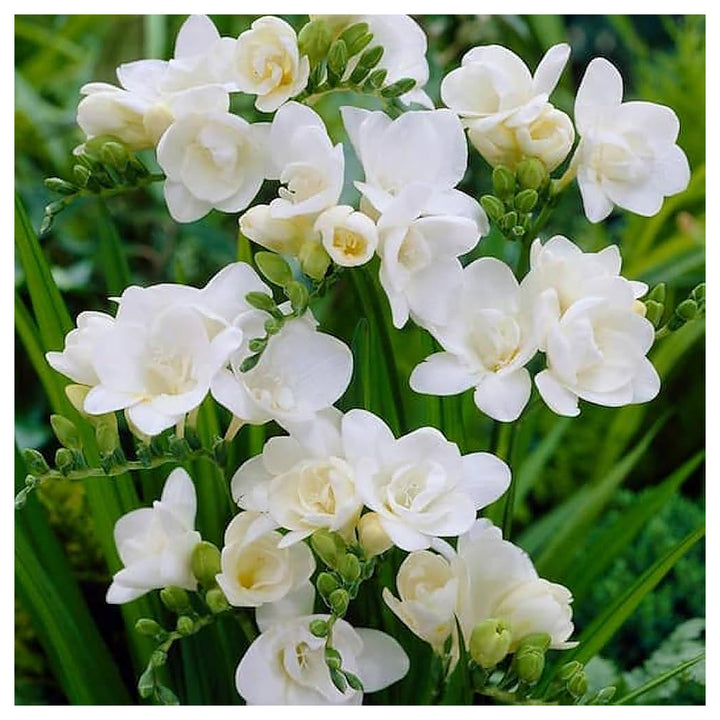 White Freesia Seeds for Planting – Organic, Heirloom, Non-GMO Flower Seeds | Neera Seeds product photo [neera-v4-46e641aa27e6b6f104d3]