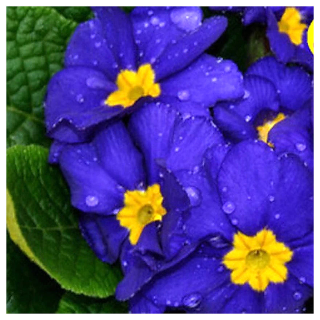 Heirloom Non-GMO Primula Malacoides Flower Seeds – Blue & Yellow Blooms, Organic Garden Seeds for Planting | Neera Seeds product photo [neera-v4-46eca69794fc336140d5]