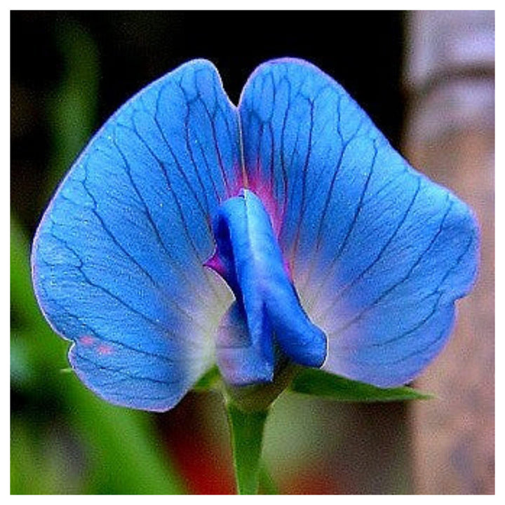 Light Blue Sweet Pea Light Blue Sweet Pea Flower Seeds for Planting – Heirloom Non-GMO Organic Garden Seeds, High G | Neera Seeds product photo [neera-v4-46f627b3bb7492c89a2d]