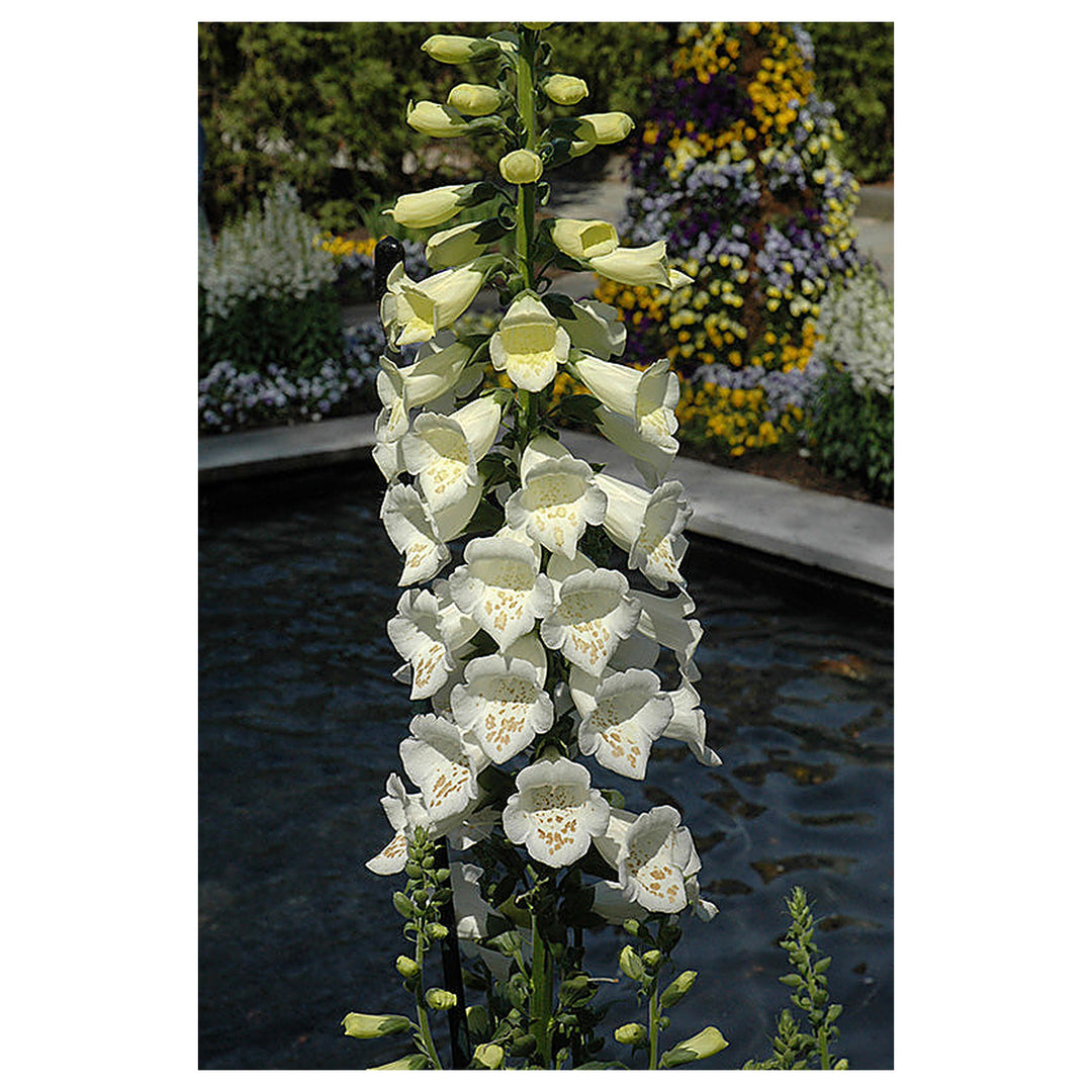 White Bronze Foxglove Digitalis For Elegant Flowers Flower Seeds for Home Garden Planting, Fragrant | Neera Seeds product photo [neera-v4-46f97ed7709f093abc89]