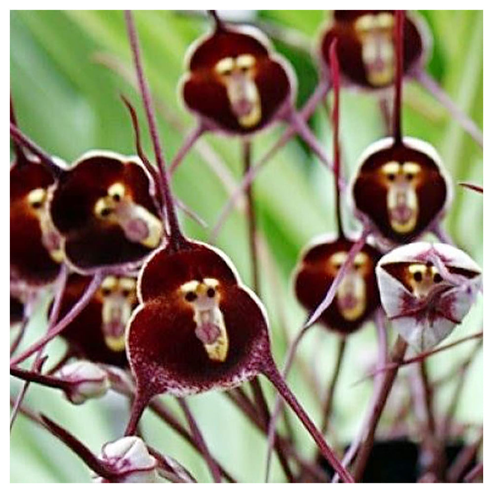 Heirloom Non-GMO Monkey Face Orchid Seeds for Planting – Rare Potted Peru Flower Blooms | Neera Seeds product photo [neera-v4-47154acf5b0b99900cf6]
