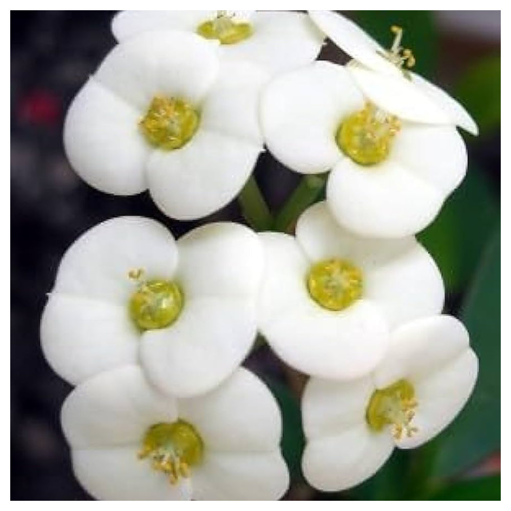 Heirloom White Euphorbia Milii Flower Seeds – Non-GMO Seeds for Planting | High Germination Organic Garden Seeds | Neera Seeds product photo [neera-v4-473179e92981acaccaa8]