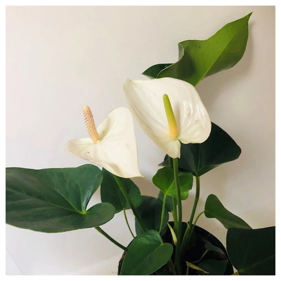 White Anthurium Heirloom Non-GMO Seeds for Planting – Organic Garden Seeds, High Germination | Neera Seeds product photo [neera-v4-4736595487f0fa6f8cdd]