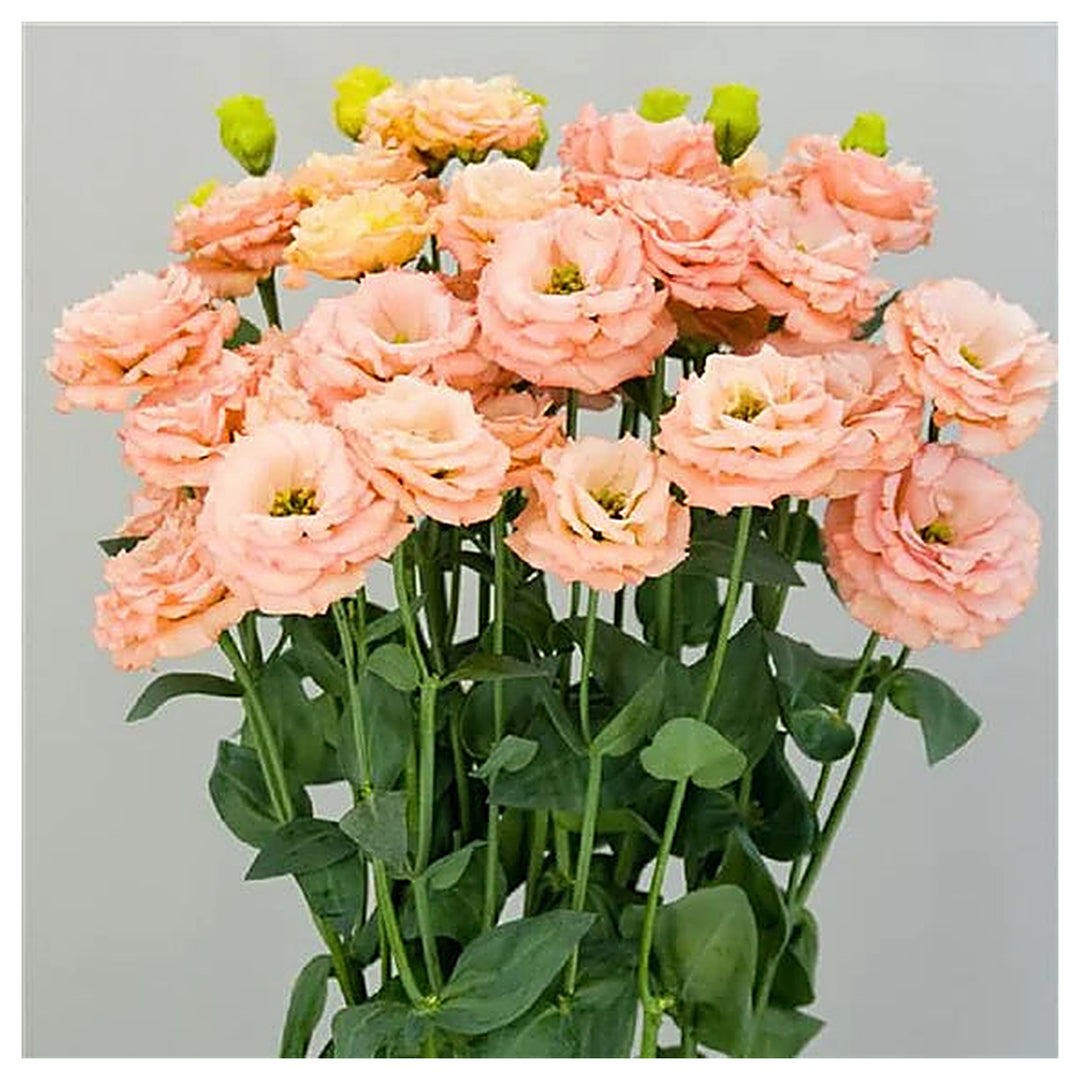 Light Orange Eustoma Flower Seeds for Planting – Heirloom, Non-GMO, Organic Garden Seeds with High Germination | Neera Seeds product photo [neera-v4-473c50e38f814c2bbb1b]