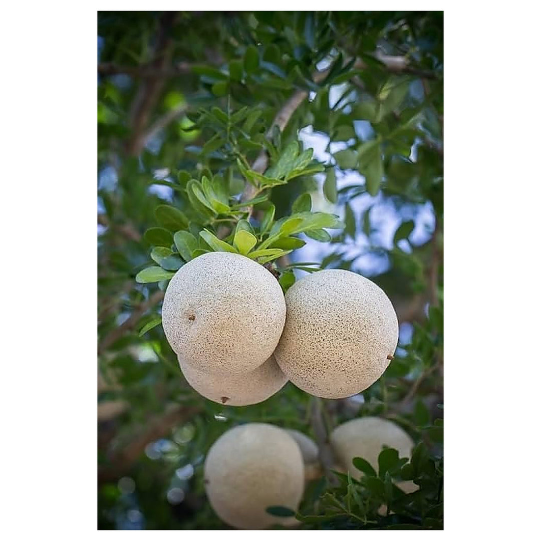 Wood Apple Fruit Seeds for Planting – Heirloom Non-GMO High Germination Organic Garden Seeds | Neera Seeds product photo [neera-v4-4743e9137e91e1a187f8]