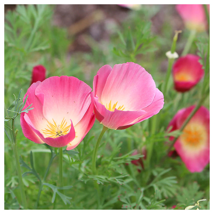 Purple Gleam California Poppy Flower Seeds for Planting – Heirloom &amp; Non-GMO Wildflower Garden Seeds | Neera Seeds product photo [neera-v4-474579730d30bcd37899]