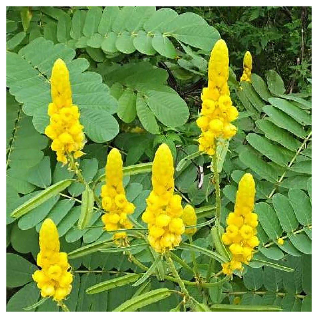 Heirloom Cassia Alata Flower Seeds – Non-GMO Medicinal &amp; Ornamental Garden Seeds, High Germination Organic Seeds | Neera Seeds product photo [neera-v4-4751834d2bd78c1f0d37]