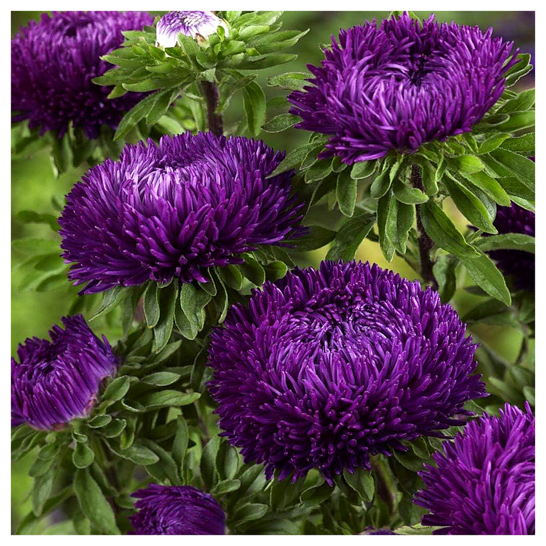 Heirloom Purple Callistephus Flower Seeds for Planting | Non-GMO Organic Garden Seeds | High Germination Elegant Bl | Neera Seeds product photo [neera-v4-4751b5f75894acff505a]