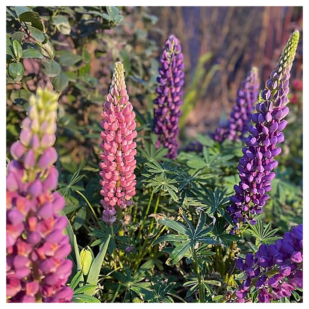 Lupine Lupinus Polyphyllus Russell Flower For Planting Tall Blooms For Cottage Gardens | Neera Seeds product photo [neera-v4-4755b5638346a56974e1]