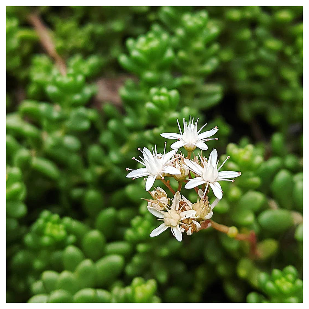 Heirloom Non-GMO White Sedum Acre Flower Seeds for Planting – Hardy Ground Cover Blooming Seeds | Neera Seeds product photo [neera-v4-47562b96ee57f70a6d8f]