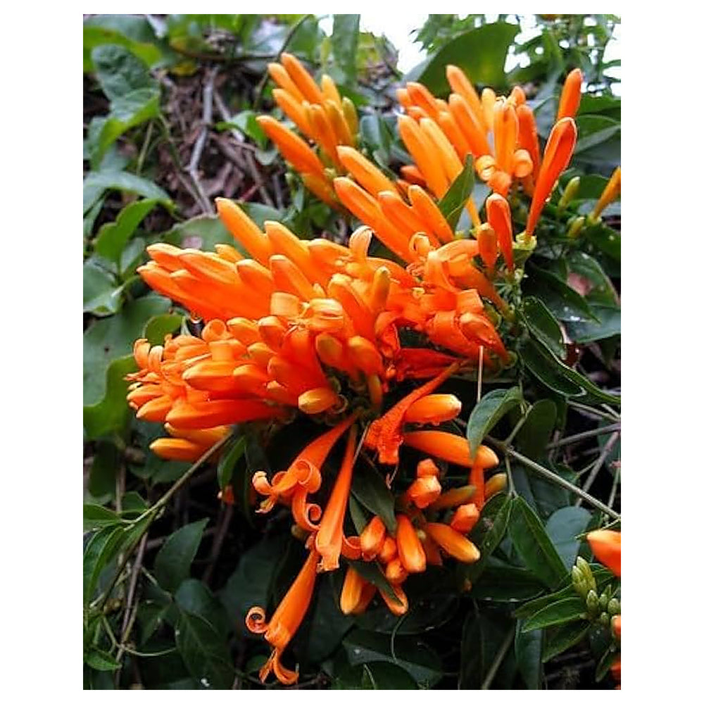 Light Orange Pyrostegia Venusta Flower Seeds – Heirloom Non-GMO Climbing Seeds for Planting, High Germination | Neera Seeds product photo [neera-v4-475f17003126ebd7fb1d]