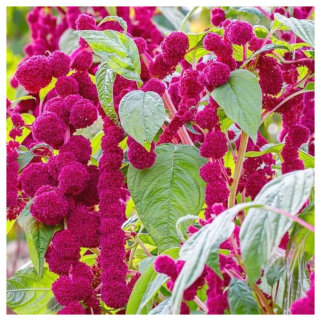 Love Lies Bleeding Amaranthus Caudatus Planting Flower Bed Flower Seeds Home Garden | Neera Seeds product photo [neera-v4-47622d35c709fd1c61f4]