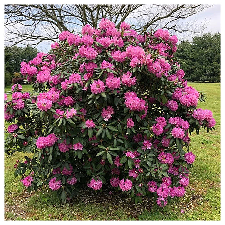Heirloom Catawba Rhododendron Flower Seeds - Non-GMO, High Germination Organic Flowering Shrub Garden Seeds for Pla | Neera Seeds product photo [neera-v4-476940b4b12a8e971f42]