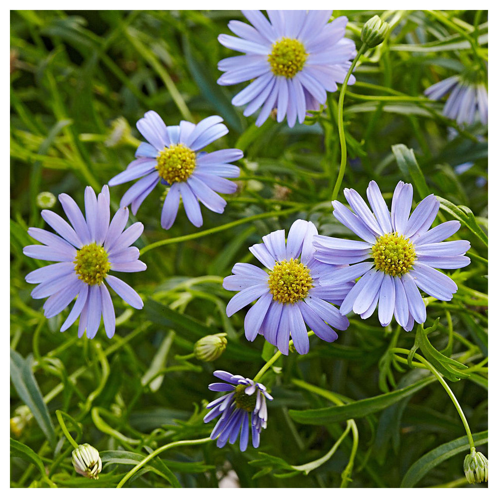 Swan River Daisy Flower Seeds for Planting – Heirloom & Non-GMO Dainty Blooms for Containers, Borders, and Pollinat | Neera Seeds product photo [neera-v4-47770b2c976d2aba859b]