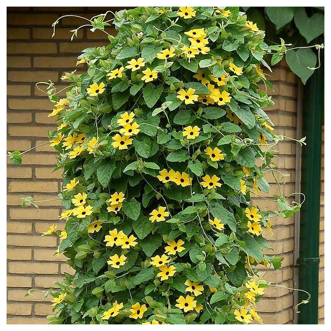 Hardenbergia For Planting Hardenbergia Violacea For Flower Beds And Climbing Gardens Flower Seeds | Neera Seeds product photo [neera-v4-47a10740ee35c6aebb3d]