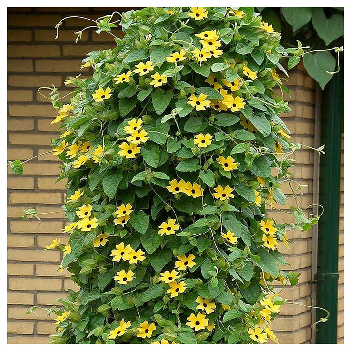 Hardenbergia For Planting Hardenbergia Violacea For Flower Beds And Climbing Gardens Flower Seeds | Neera Seeds product photo [neera-v4-47a10740ee35c6aebb3d]