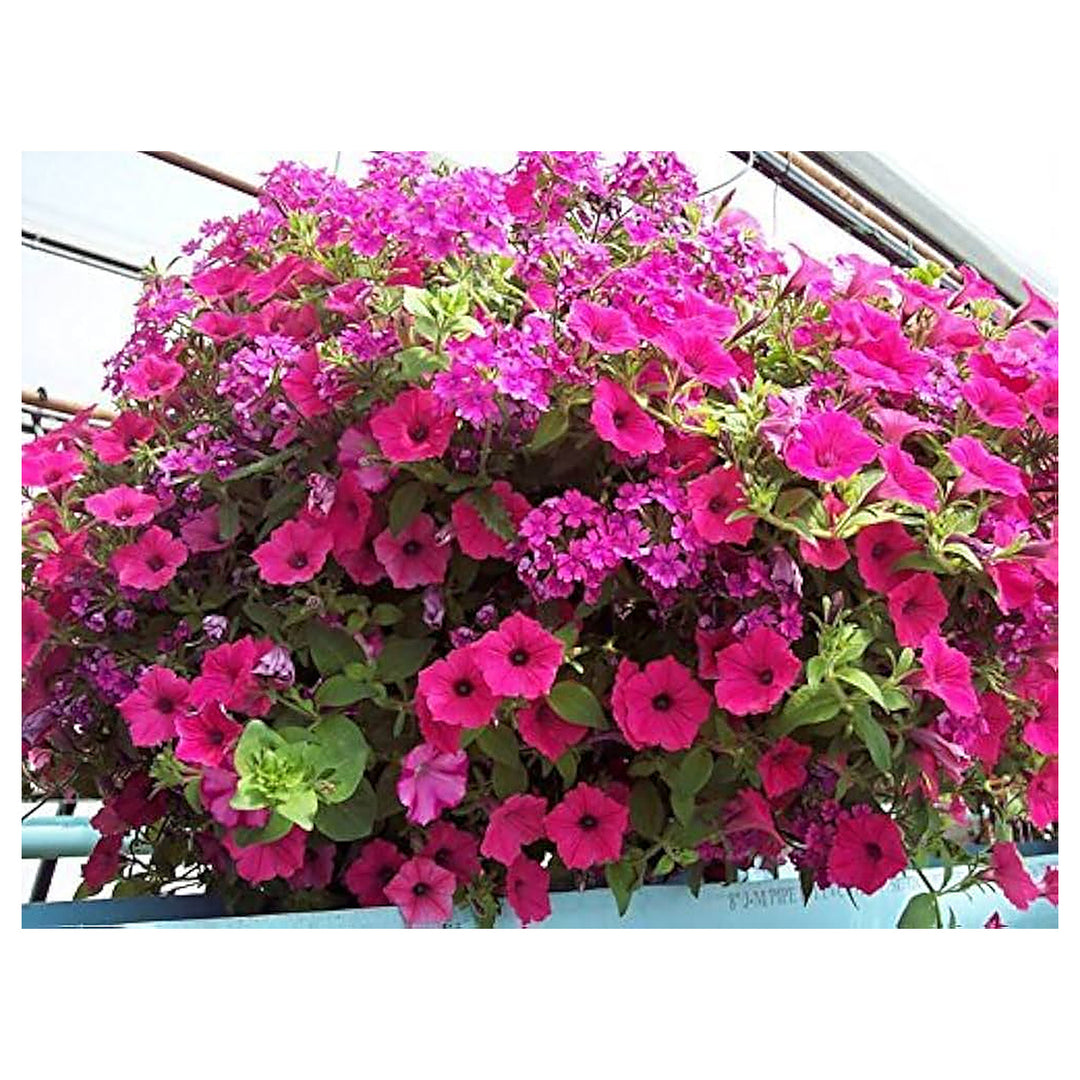 Pink Heirloom Garden Petunia Hybrida Annual Flower Long Blooming Flowers Flower Seeds Home | Neera Seeds product photo [neera-v4-47a394a9ecebeacfc586]