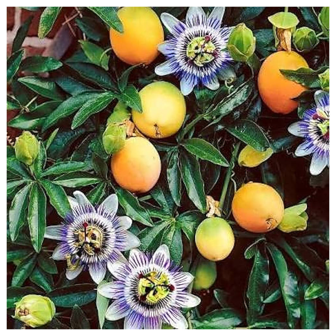 Passiflora edulis Passion Fruit Seeds for Planting – Orange Variety, Sweet Tropical Fruits, Heirloom, High Germinat | Neera Seeds product photo [neera-v4-47a3e4f6f1b5fa3765c2]
