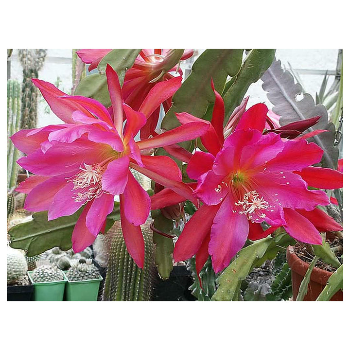 Epiphyllum Oxypetalum Flower Seeds for Planting – Heirloom, Non-GMO, High Germination Organic Garden Seeds | Neera Seeds product photo [neera-v4-47aab22c50e1bc7dcb49]
