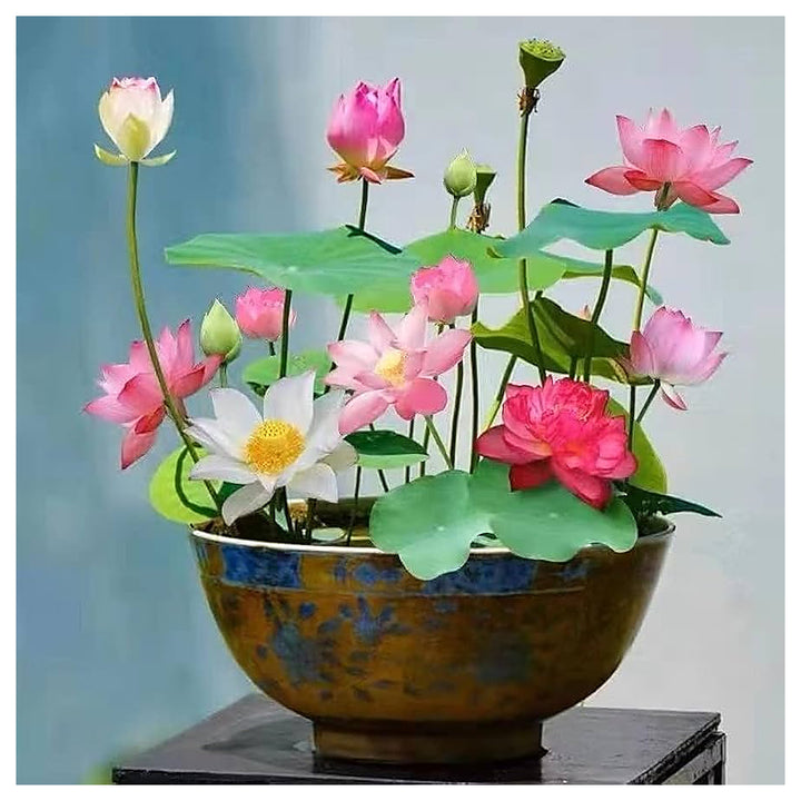 Mixed Lotus Flower Seeds – Pink, Red &amp; Green Heirloom, Non-GMO, High Germination Seeds for Planting | Neera Seeds product photo [neera-v4-47b4008a6a1a8b5439eb]