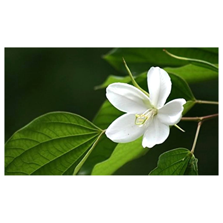 White Racemosa Flower Seeds for Planting – Heirloom, Non-GMO, High Germination Organic Garden Seeds | Neera Seeds product photo [neera-v4-47baffcf3bf2348ea78a]